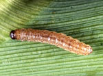 Corn border caterpillar